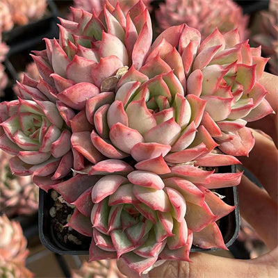 lotus succulent Echeveria Lotus Lamp Cluster 10cm – Senyang Horticulture