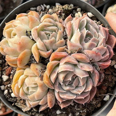 Echeveria Elegans Cluster-Senyang Horticulture