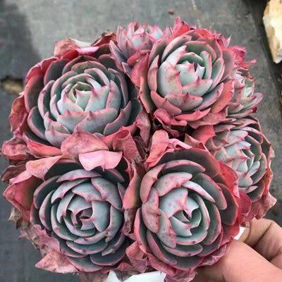 Echeveria Amistar Cluster-Senyang Horticulture