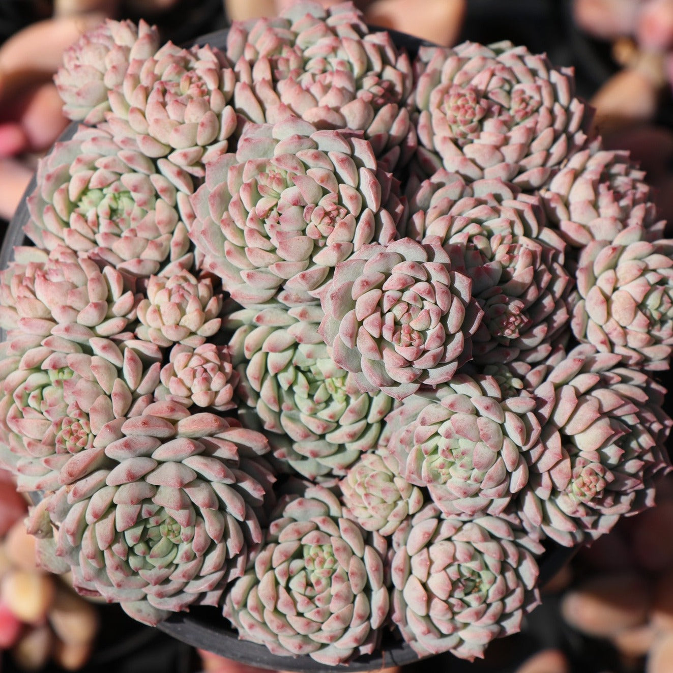 echeveria succulent pink Echeveria Pink Berry Cluster 12cm – Senyang Horticulture