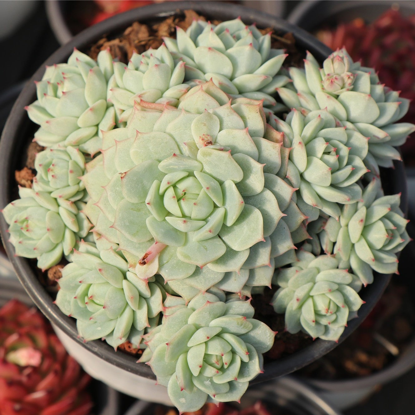 painted lady succulent Echeveria Derenbergii Cluster 12cm – Senyang Horticulture