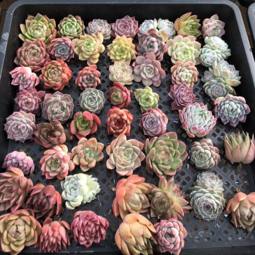 Echeveria mix-Senyang Horticulture