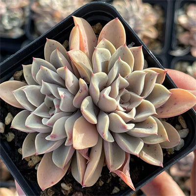 Echeveria Fantastic Fountain 2-3 heads-Senyang Horticulture