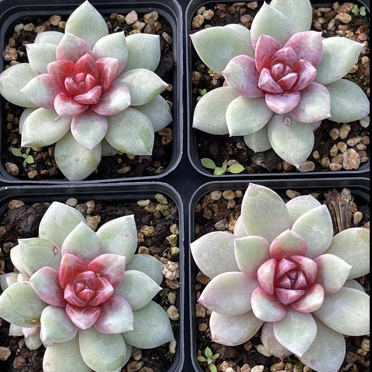 Echeveria German Champagne - Senyang Horticulture