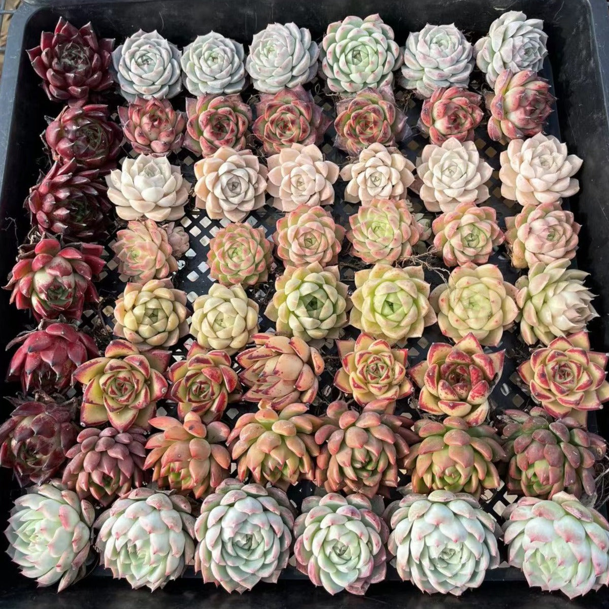 Echeveia Mix-Senyang Horticulture