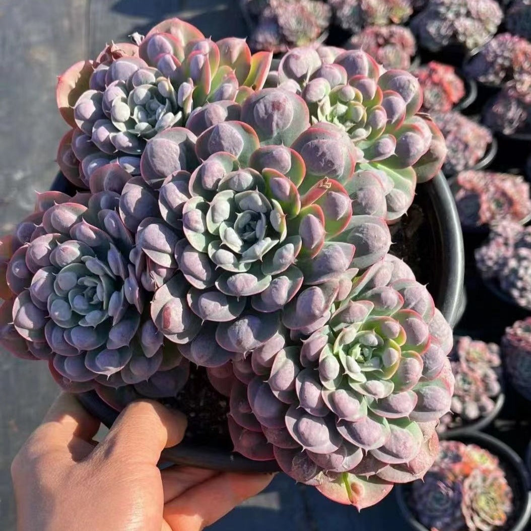 Echeveria Raindrpos cluster-China succulents