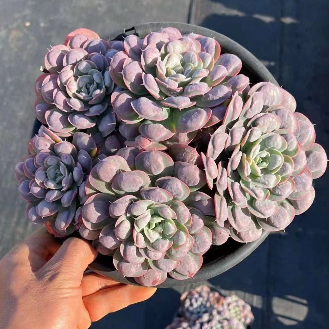 Echeveria Raindrpos cluster-China Succulents