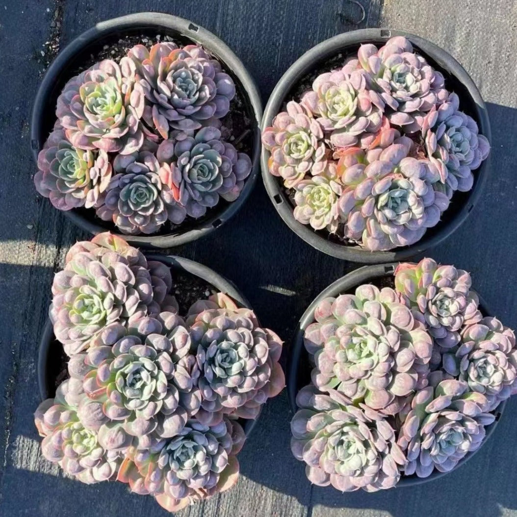 Echeveria Raindrpos cluster-China succulents
