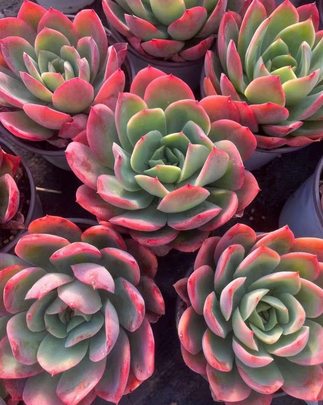 Echeveria Luella 12cm