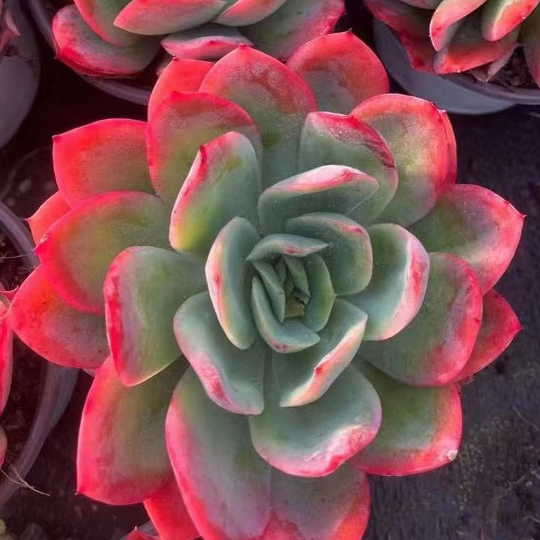 luella succulent Echeveria Luella 12cm – Senyang Horticulture