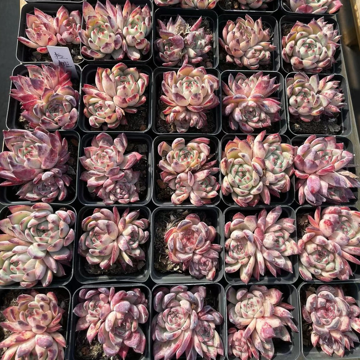 Echeveria Latam Cluster 6cm