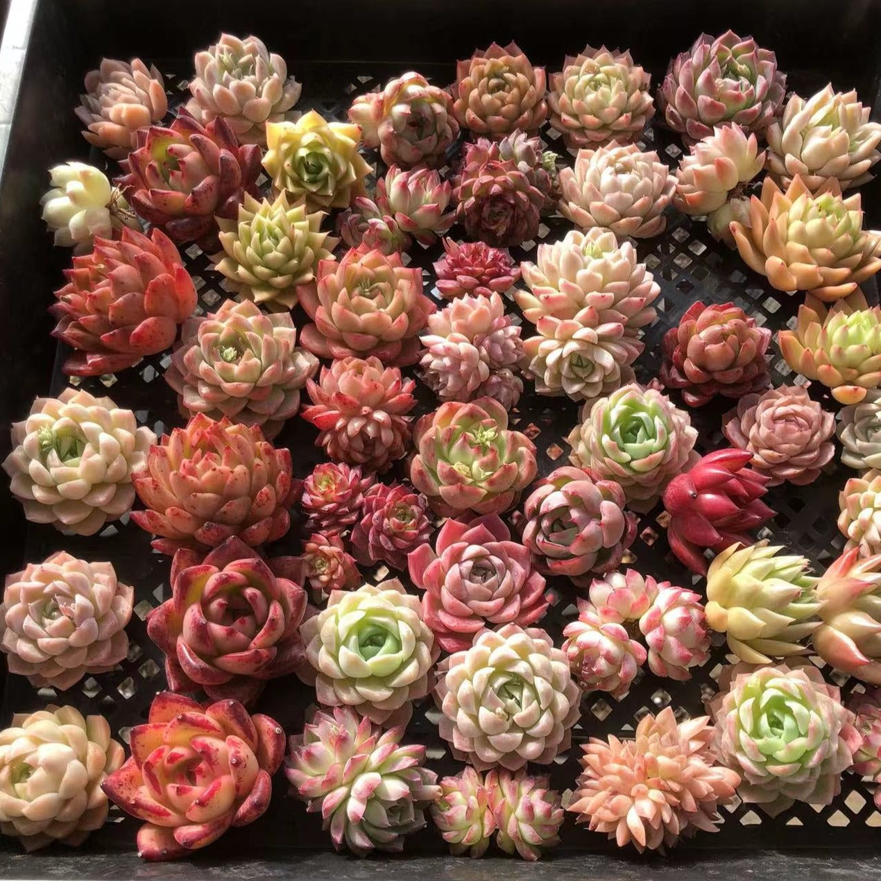 Echeveia Mix-Senyang Horticulture