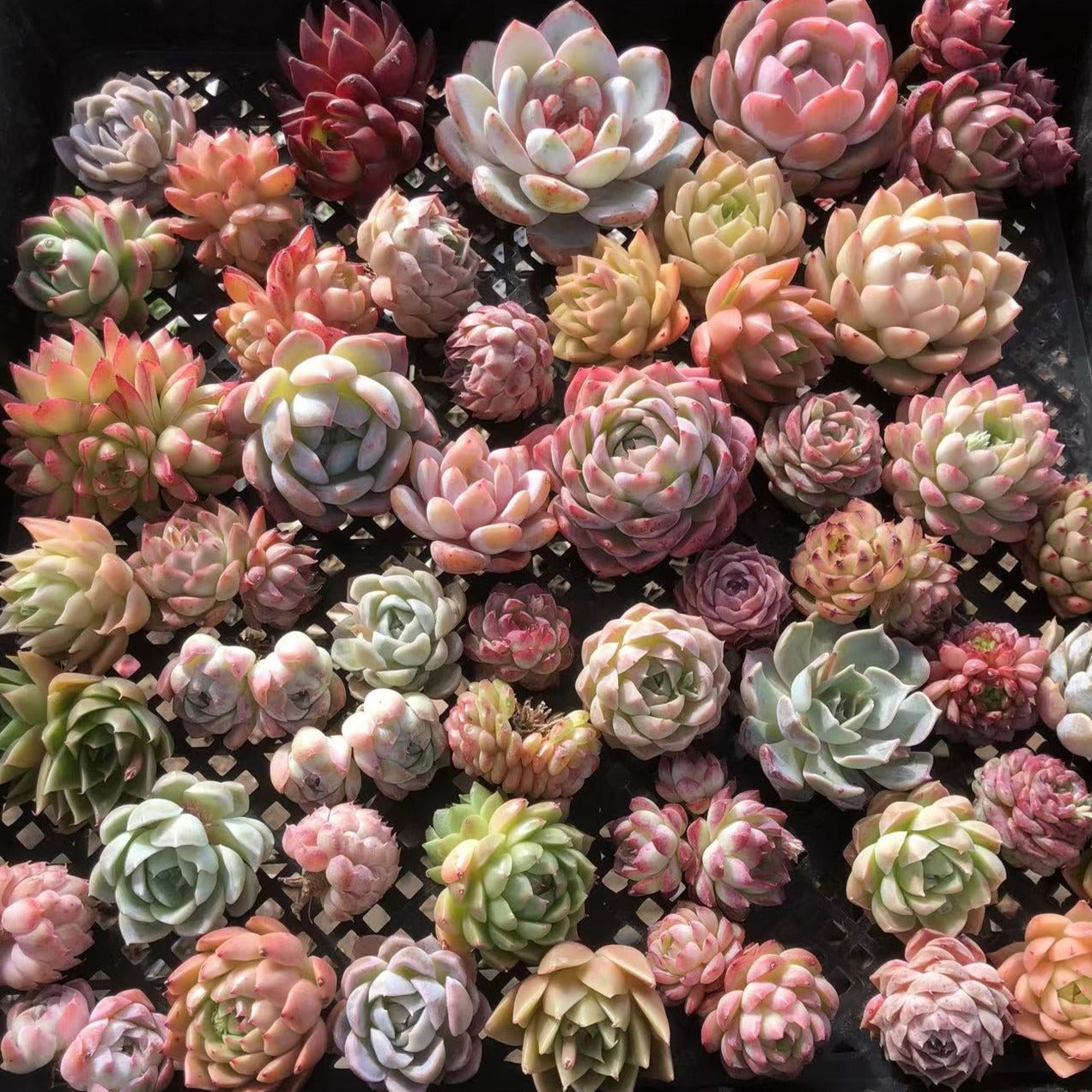 Echeveia Mix-Senyang Horticulture