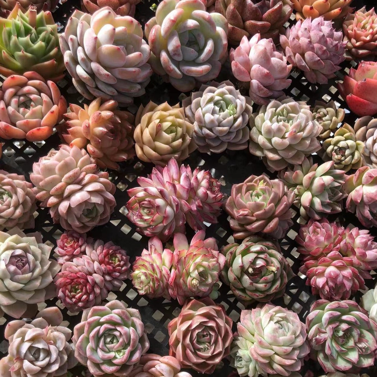 Echeveia Mix-Senyang Horticulture