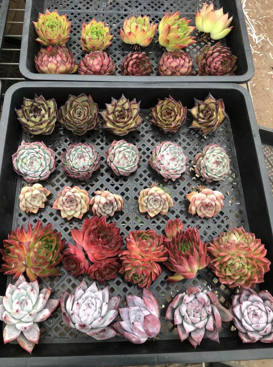 Echeveria Mix-Senyang Horticulture
