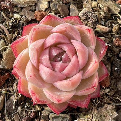 Echeveria Red Queen-Senyang Horticulture
