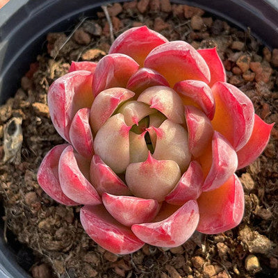 Echeveria Red Paris-Senyang Horticulture