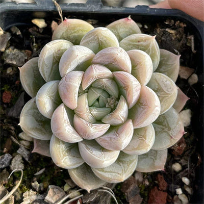 Echeveria Elsa-Senyang Horticulture