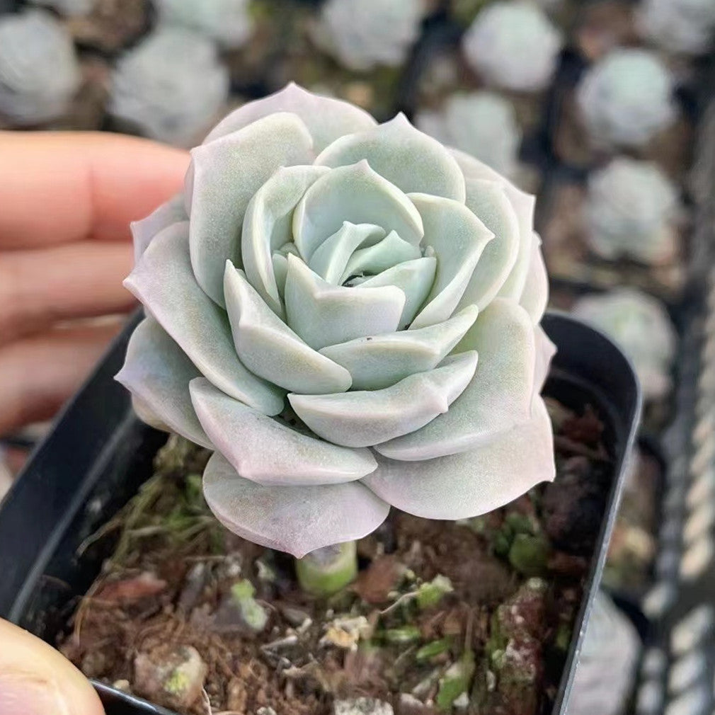Echeveria Lovely Rose-Senyang Horticulture