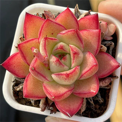Echeveria Dream Queen-Senyang Horticulture