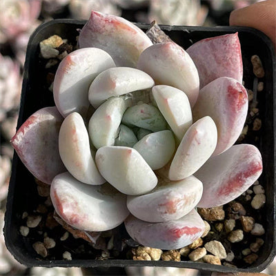 Echeveria Sang-A-Senyang Horticulture