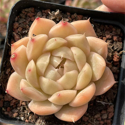 Echeveria Malgan-Senyang Horticulture
