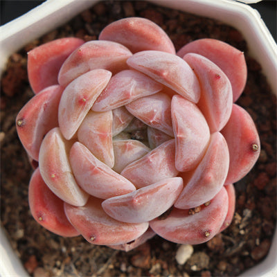 Echeveria Apparition-Senyang Horticulture