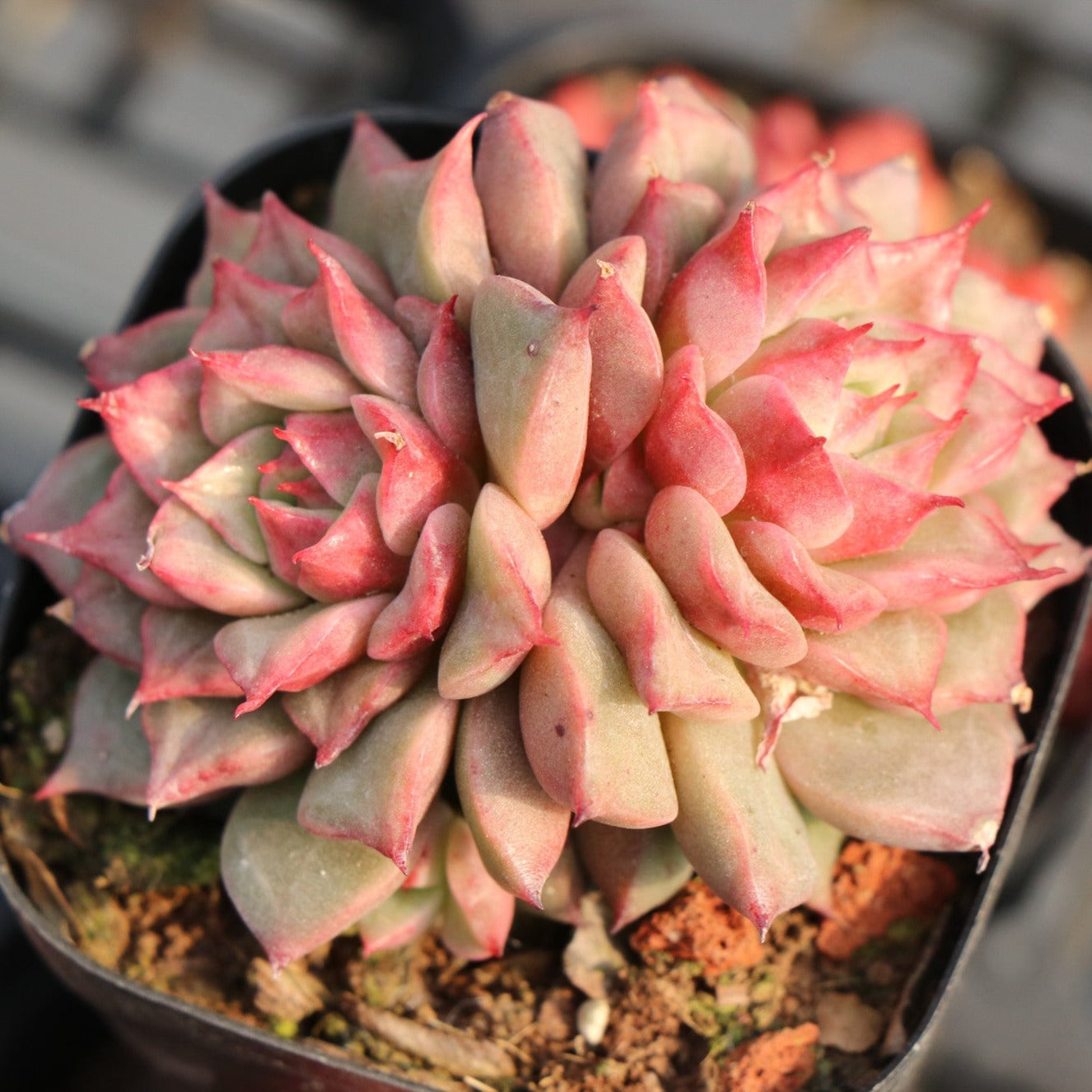 Echeveria Tesla 2 heads-Senyang Horticulture