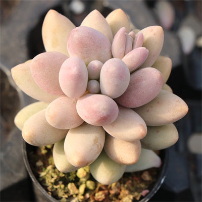 Pink Livers-Senyang Horticulture