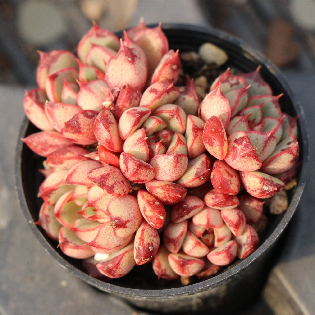 Echeveria Stalingrad Cluster-Senyang Horticulture