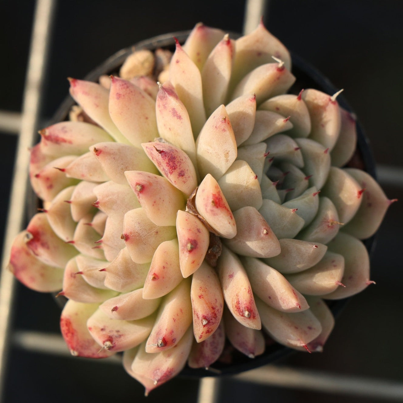 Echeveria Hugo 2 heads-Senyang Horticulture
