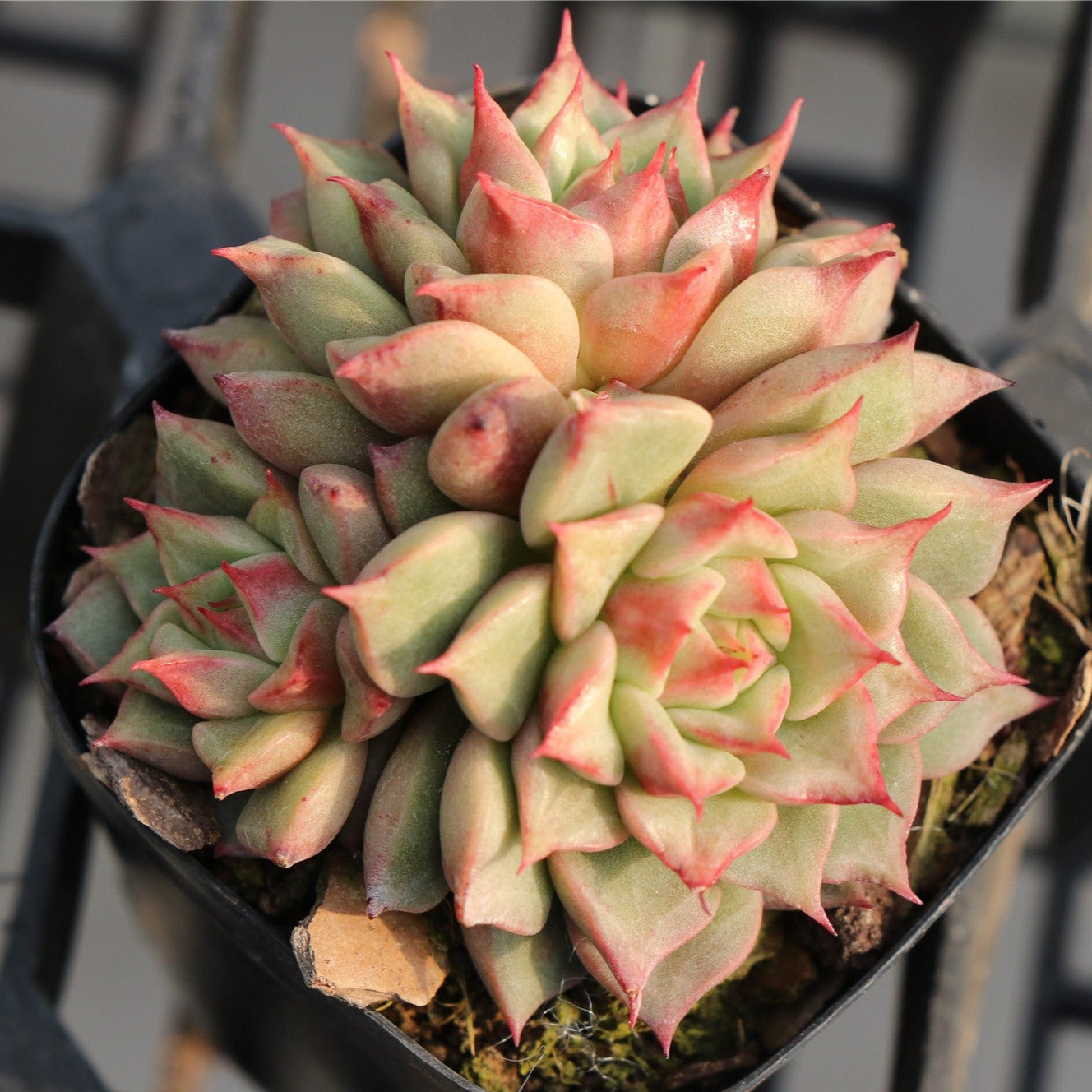 Echeveria Tesla Cluster-Senyang Horticulture