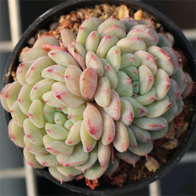 succulent with fat leaves Echeveria Fatty White Cluster 5.5cm – Senyang Horticulture