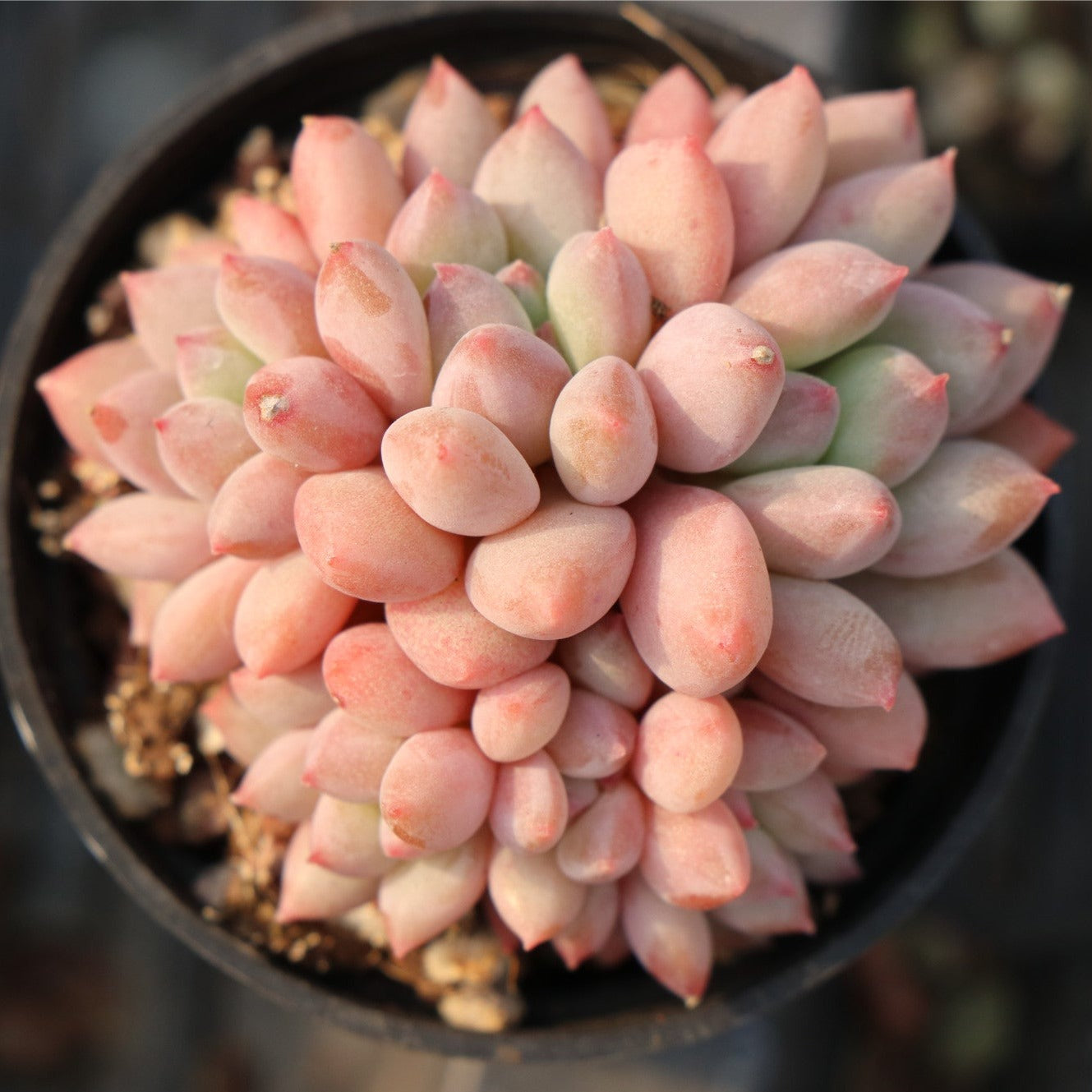 peach succulent Echeveria Peach Cream Cluster 5.5cm
