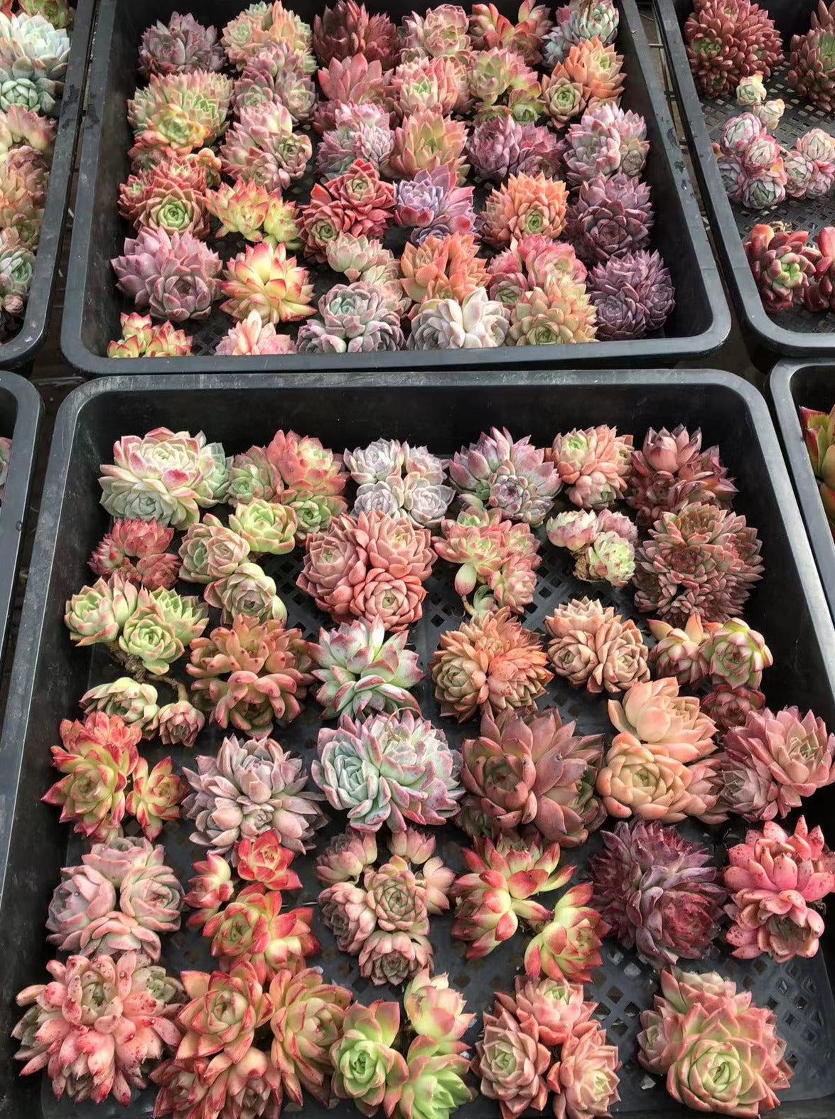 Echeveria Cluster Mix-Senyang Horticulture