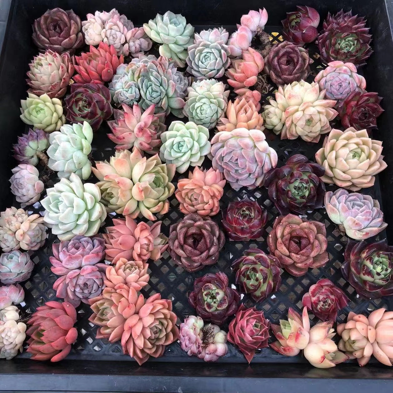 Echeveria mix-Senyang Horticulture
