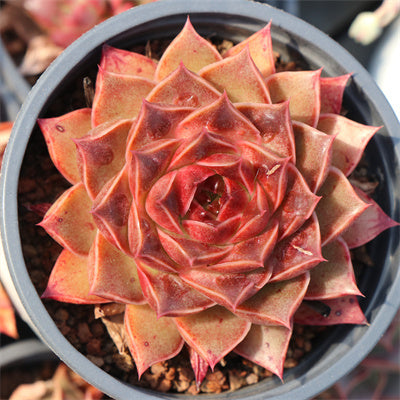 Echeveria Ppippi Saeu-Senyang Horticulture