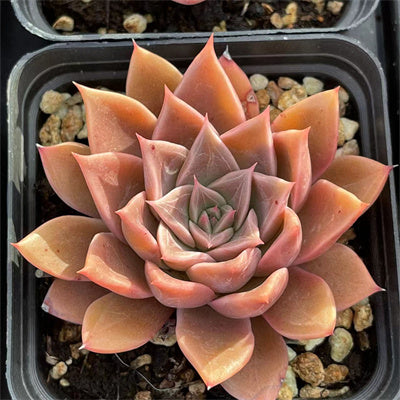Echeveria Fantastic Fountain-Senyang Horticulture