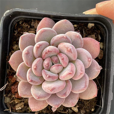 Echeveria Agate-Senyang Horticulture