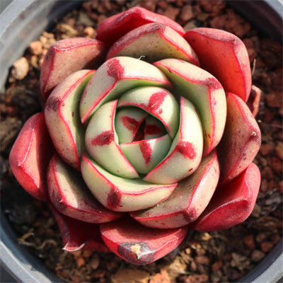 Echeveria Paso Doble-Senyang Horticulture