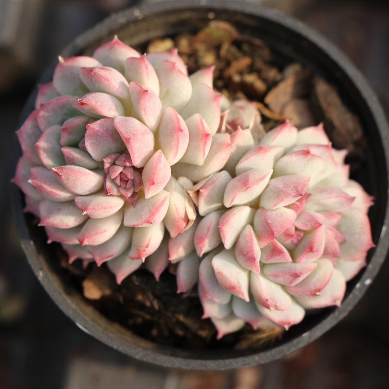 Echeveria Xiaoqiao 2 heads-Senyang Horticulture
