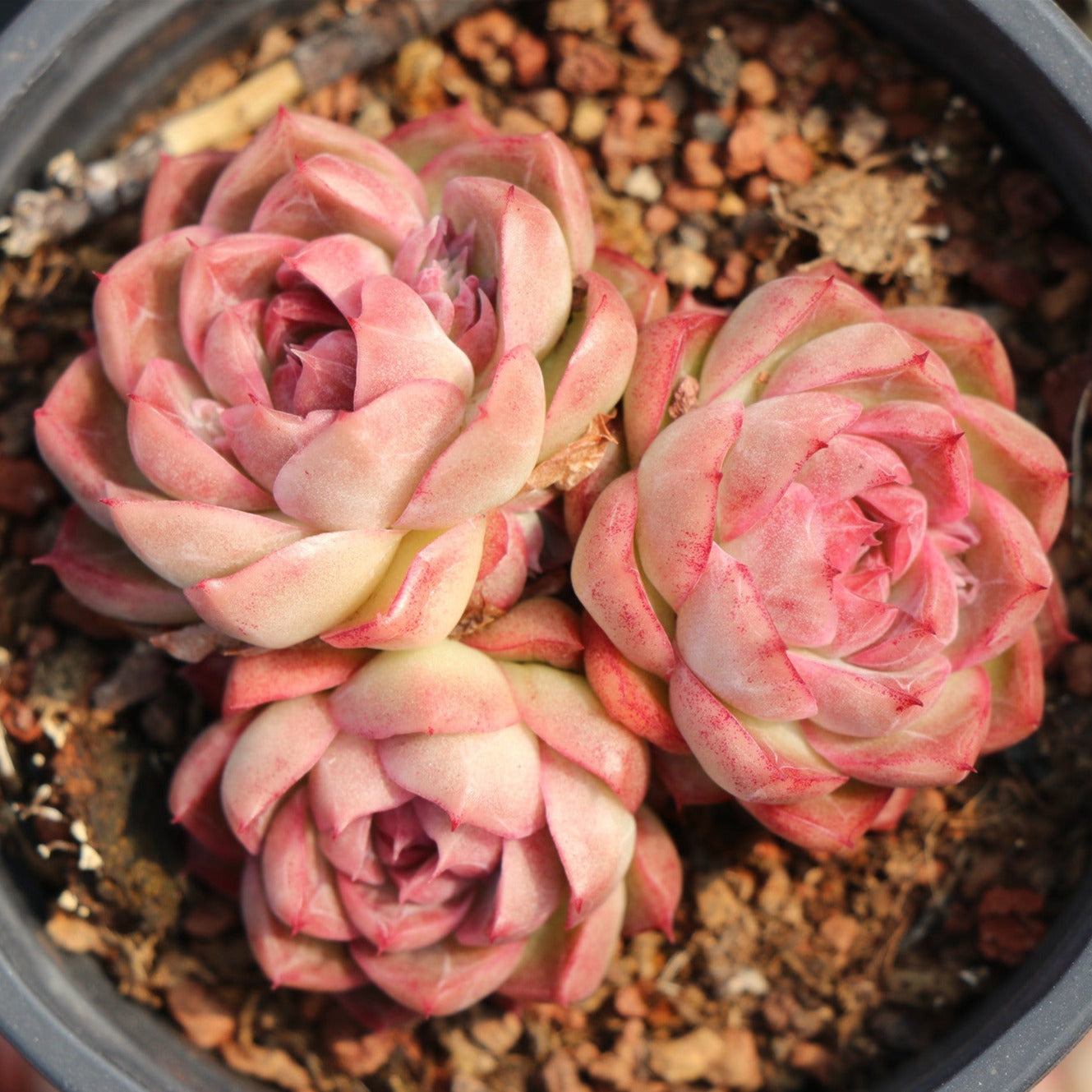 Echeveria Red Queen Cluster-Senyang Horticulture