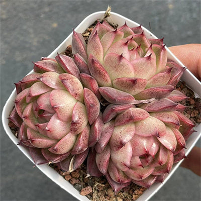 Echeveria Red Malgan Cluster-Senyang Horticulture