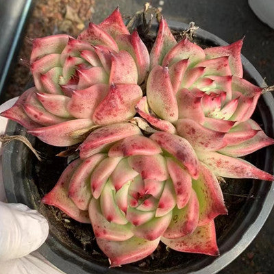 Echeveria Blue Dragon Cluster-Senyang Horticulture