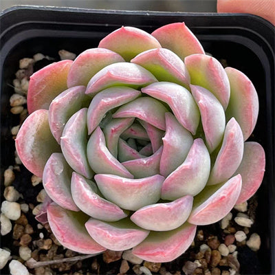 Echeveria SaSa-Senyang Horticulture