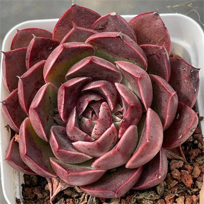 Echeveria Pani Rose-Senyang Horticulture
