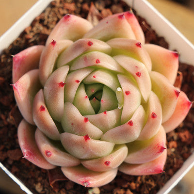 Echeveria Green Dragon-Senyang Horticulture