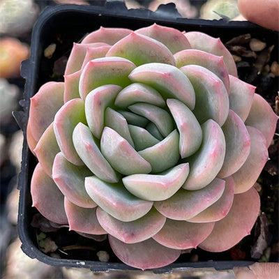 Echeveria Mina-Senyang Horticulture