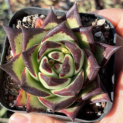 Echeveri Agavoides Ebony-Senyang Horticulture