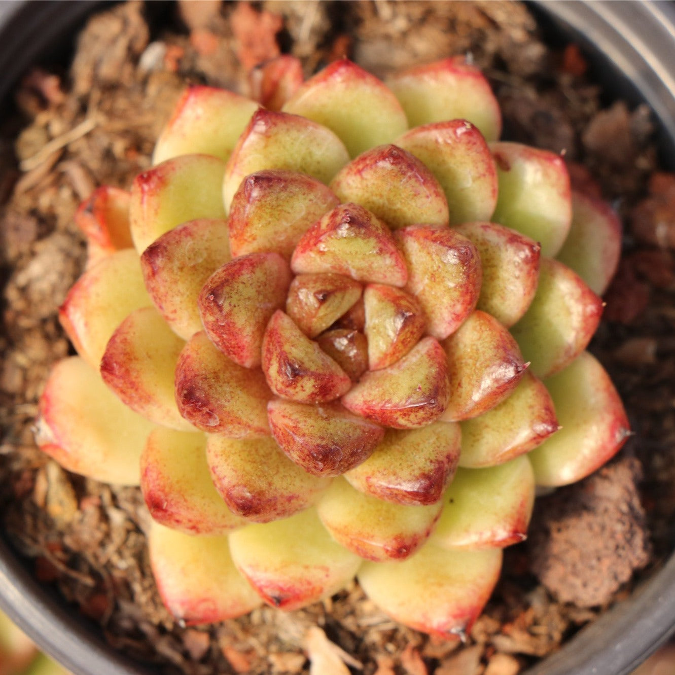 Echeveria Crystal-Senyang Horticulture